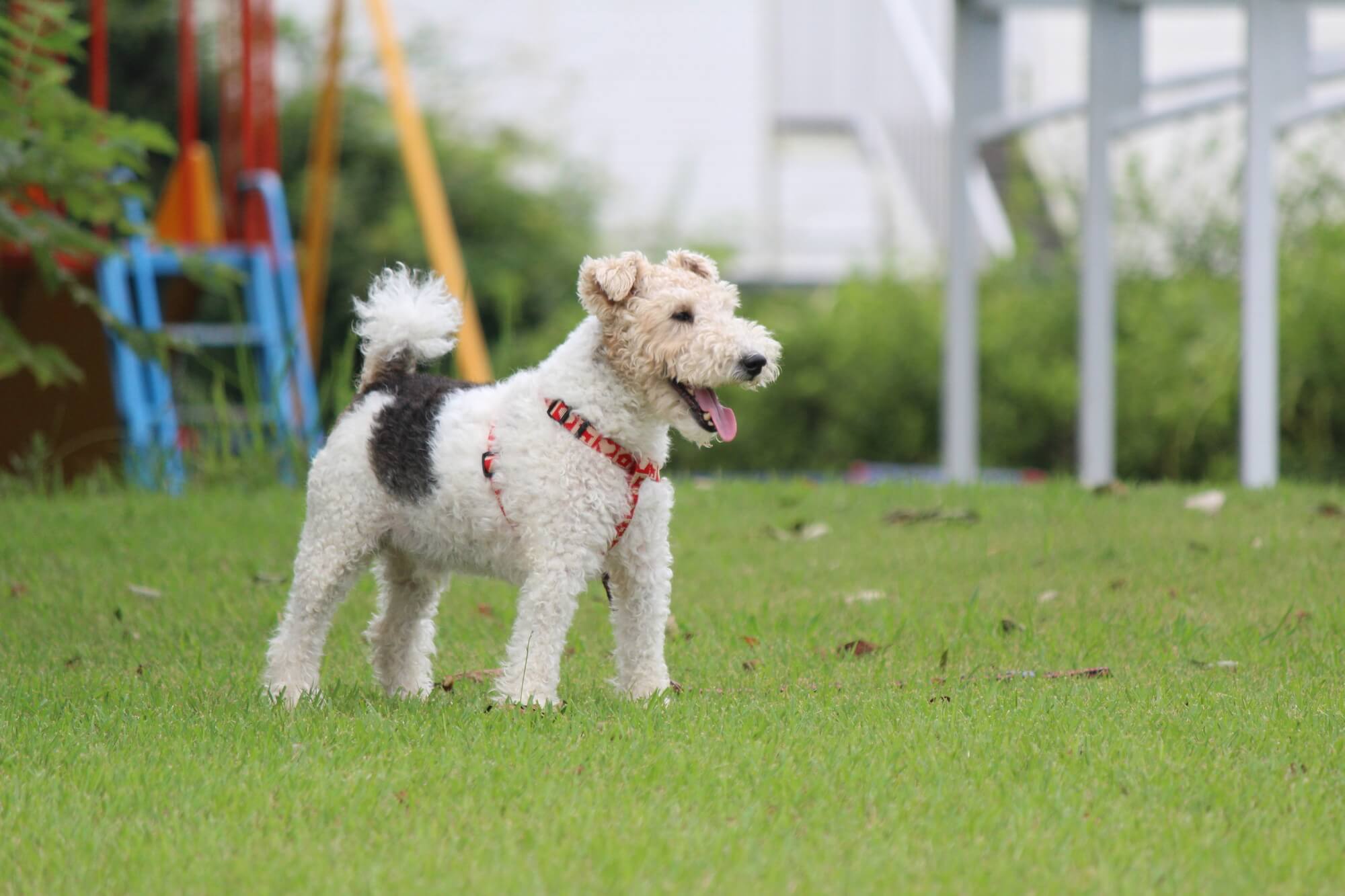 ワイヤーフォックステリアの性格の特徴